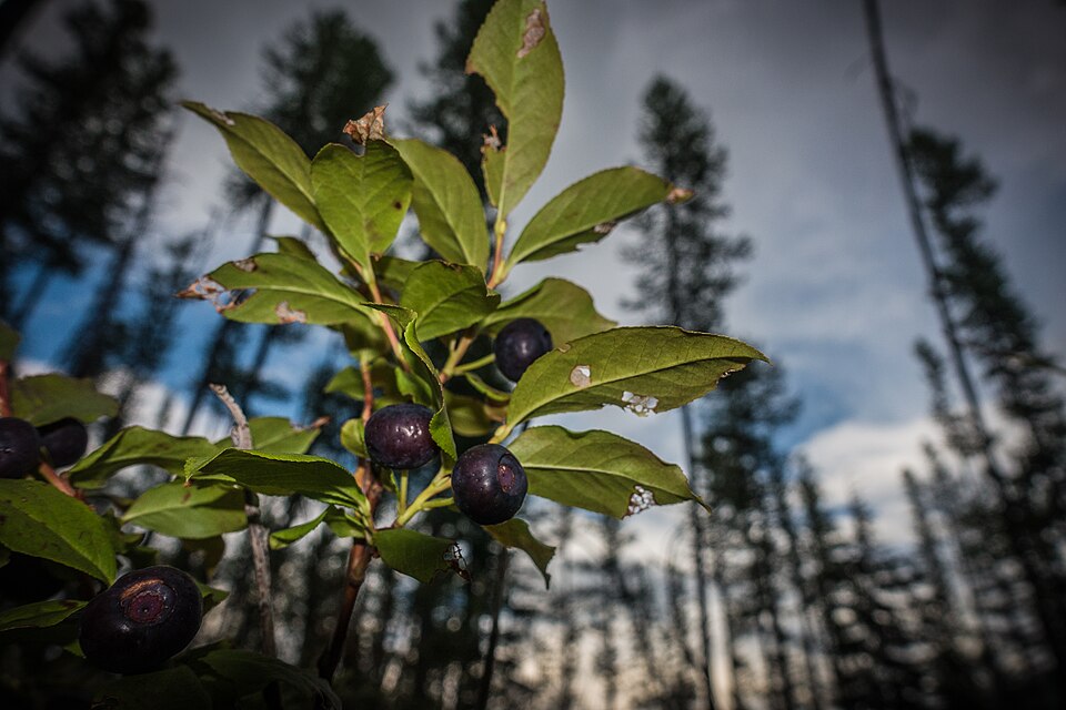 A jar of dark purple wild berry jam with fresh berries beside it